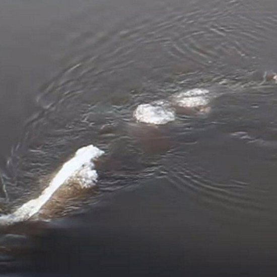 Mysterious Ice Monster Seen in Alaskan River
