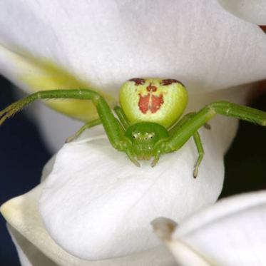 Strange Spider From Mars Invades Russian Apartment