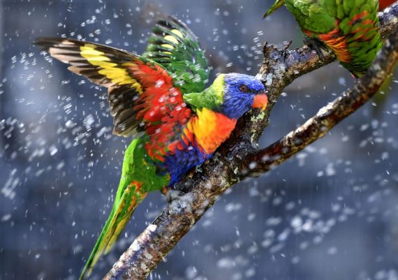 parrot in snow 570x401