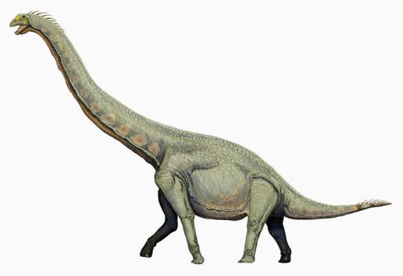 sauropod4