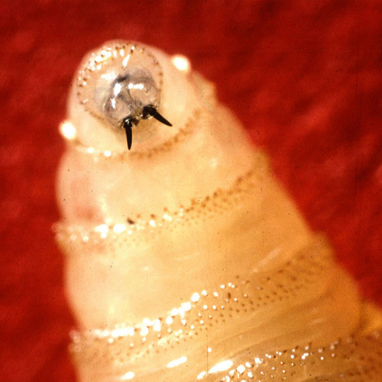 Flesh-Eating Screwworms Invade the U.S.