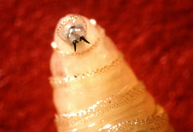 Flesh-Eating Screwworms Invade the U.S.