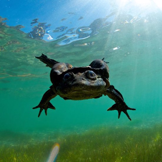 Something Is Killing Off The Scrotum Frogs Of Lake Titicaca