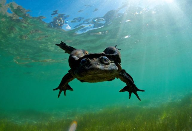 Something Is Killing Off The Scrotum Frogs Of Lake Titicaca