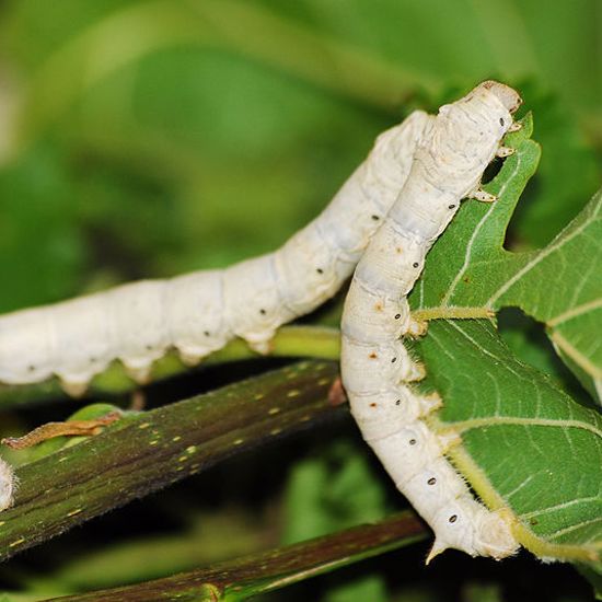 Silkworms Eat Carbon Nanotubes, Create Electric Super Silk