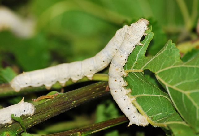 Silkworms Eat Carbon Nanotubes, Create Electric Super Silk