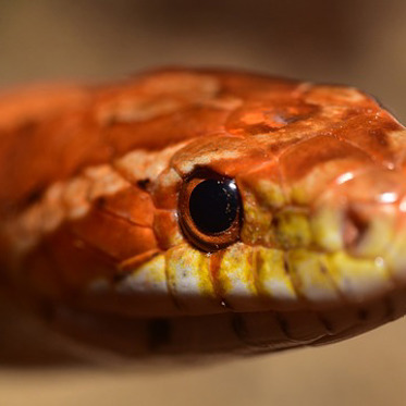 Close Encounters With Giant Snakes