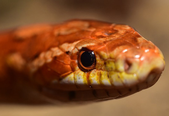 Close Encounters With Giant Snakes