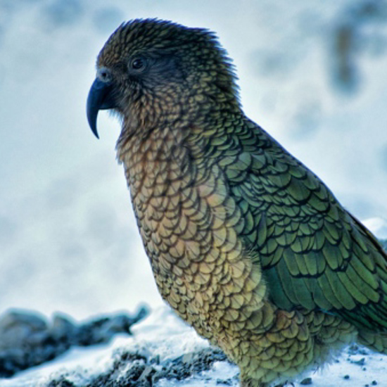 Parrot Fossils Found at Siberia’s Mysterious Lake Baikal