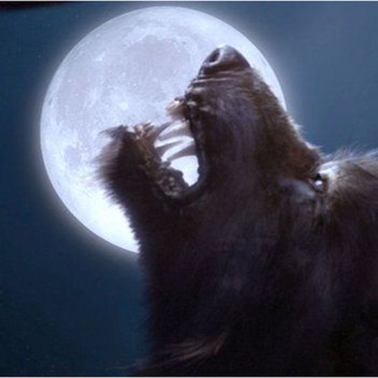 New Explanation for Recent UK Werewolf Sightings