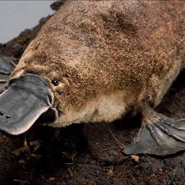 Mysterious Platypus Venom May Be A Medicinal Elixir