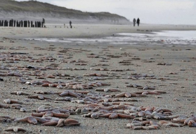 Ecologists Puzzled By Unexplained Mass Animal Deaths