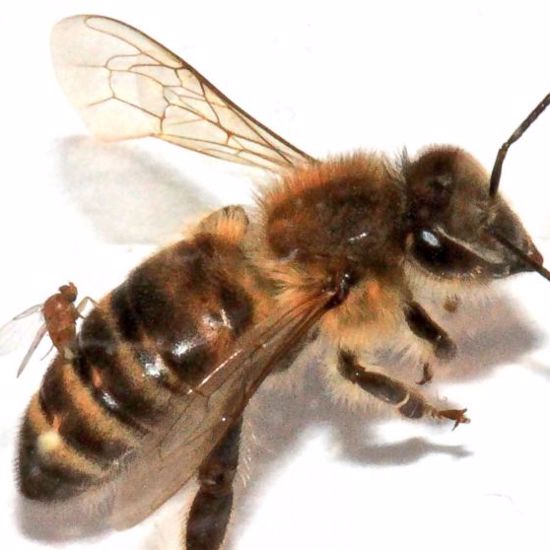 “Zombie” Bees Confirmed In North Carolina