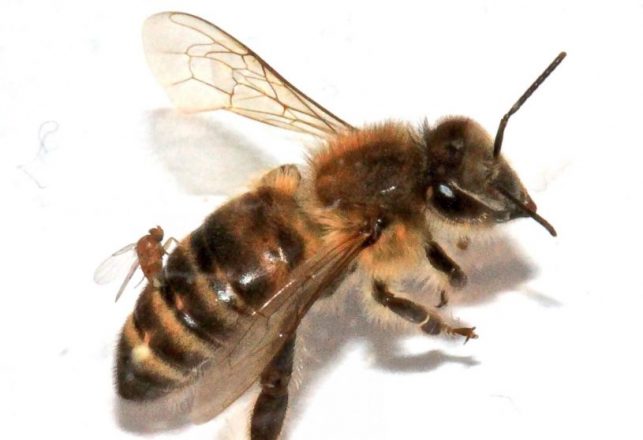 “Zombie” Bees Confirmed In North Carolina