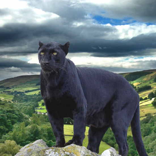 Big Cats on the Loose: English Town Abuzz Over New Footage of a “Big Cat”