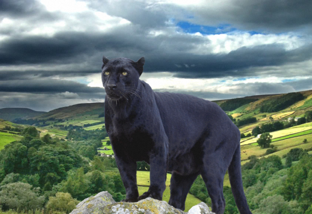 Big Cats on the Loose: English Town Abuzz Over New Footage of a “Big Cat”