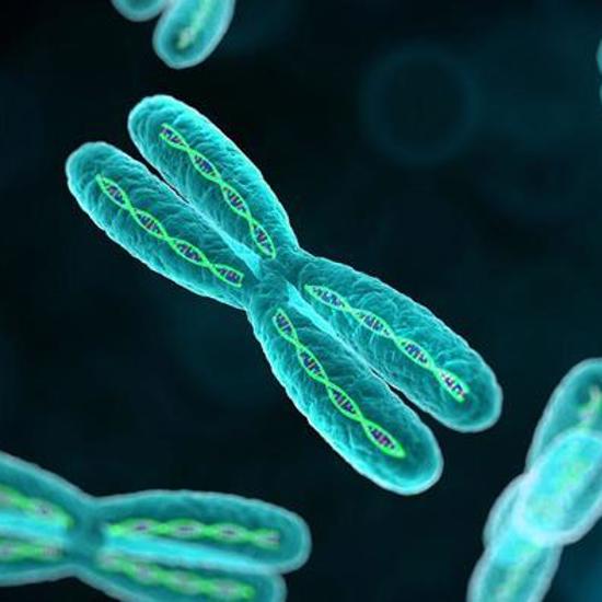 Mysterious New Structure Found In Human Chromosomes