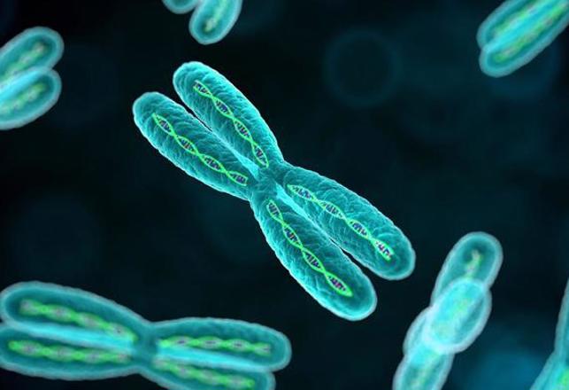 Mysterious New Structure Found In Human Chromosomes