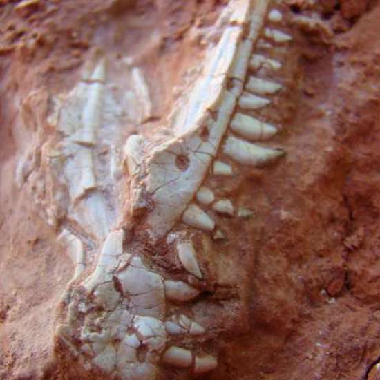 New Fossils Could Rewrite Much Of Dinosaur History