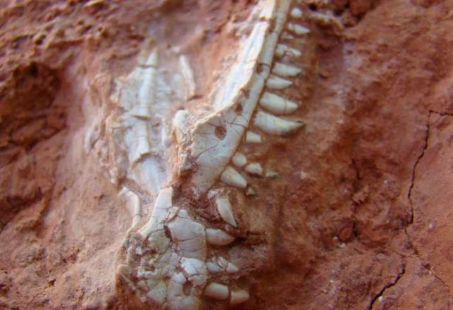 New Fossils Could Rewrite Much Of Dinosaur History