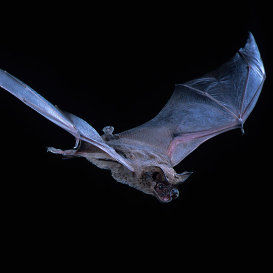 Record Breaking Bat Flies Like a Bat Out Of Hell
