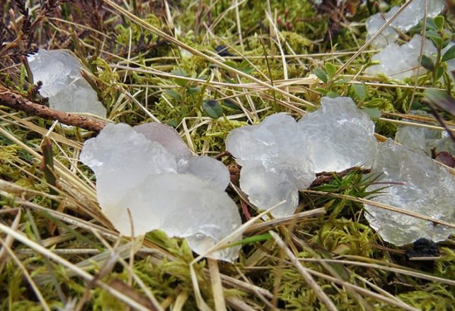 Unexplained “Star Jelly” Slime Found In English Countryside