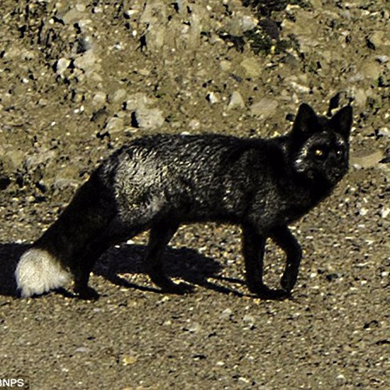 Mysterious and Unlucky Black Fox Appears in England