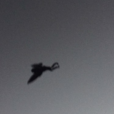 Mothman May Have Returned to Point Pleasant
