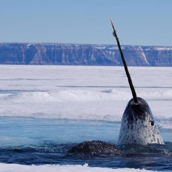 Narwhals are Using That Long Tooth For a Good Purpose