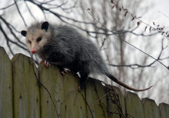 possum-on-a-fence