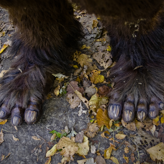 The Mystery of Bigfoot’s Big Feet