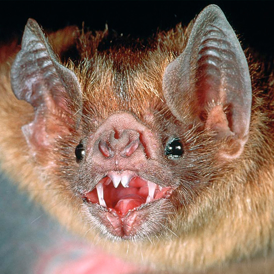Vampire Bats are Acquiring a Taste for Wild Pigs