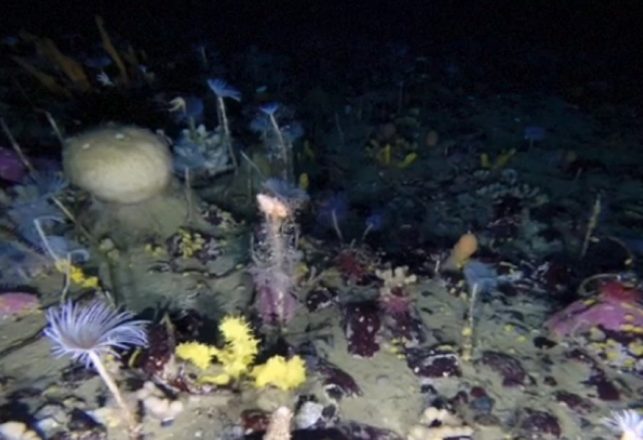 Antarctic Ice Hides Strange Habitat and Possible Nazi Base