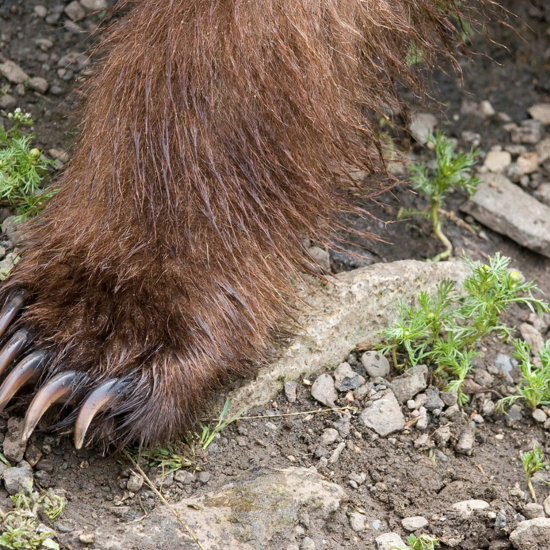 Bigfoot, Bear Paw, or Beaver Leg? Cases of Cryptozoological Misidentification