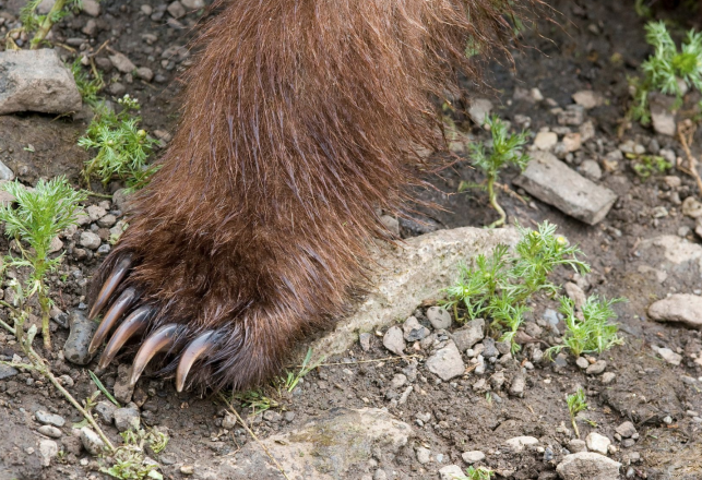 Bigfoot, Bear Paw, or Beaver Leg? Cases of Cryptozoological Misidentification