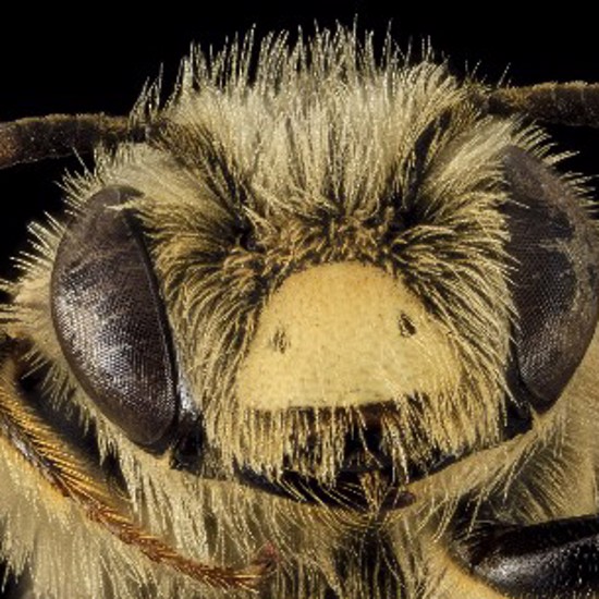 Scientists Discover the ‘Bees’ Of the Sea