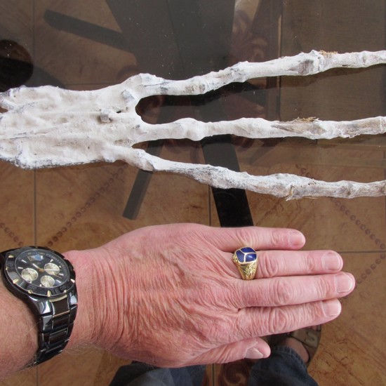 Strange Three-Fingered Alien-Looking Hand Found in Peru