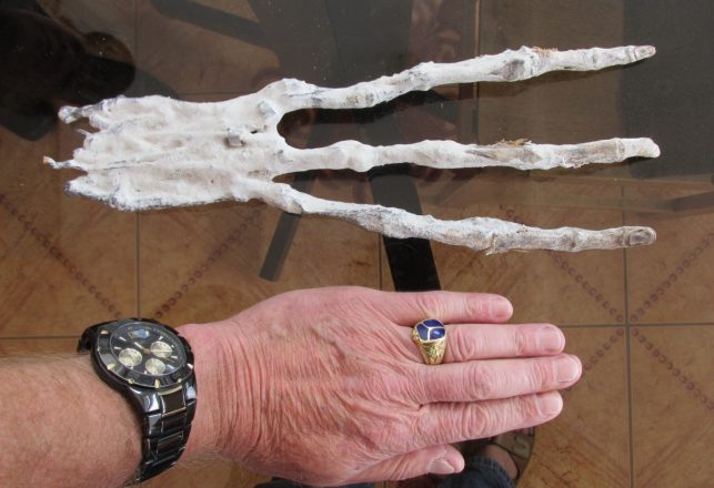 Strange Three-Fingered Alien-Looking Hand Found in Peru