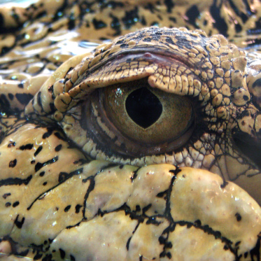 Crocodiles in Ireland?!