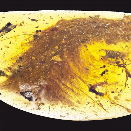 Preserved Dinosaur Tail Sheds Light On Dino Feather Mystery