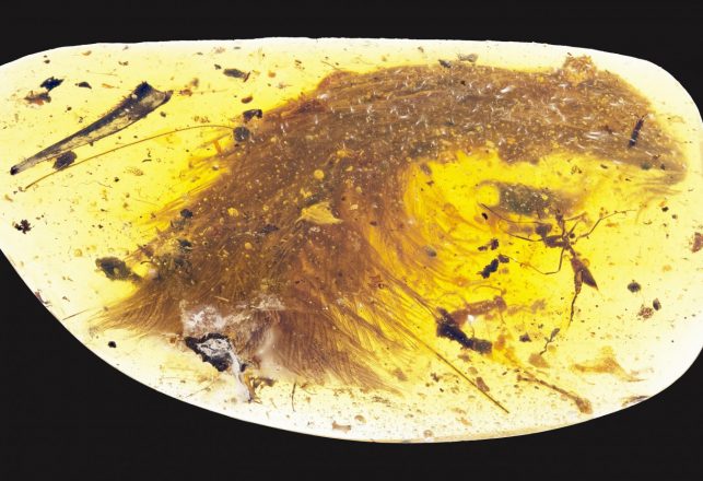 Preserved Dinosaur Tail Sheds Light On Dino Feather Mystery