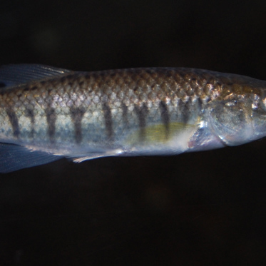 The Strange Fish That Pollution Can’t Kill