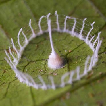 Mysterious Spider Creates Stonehenge of Silk