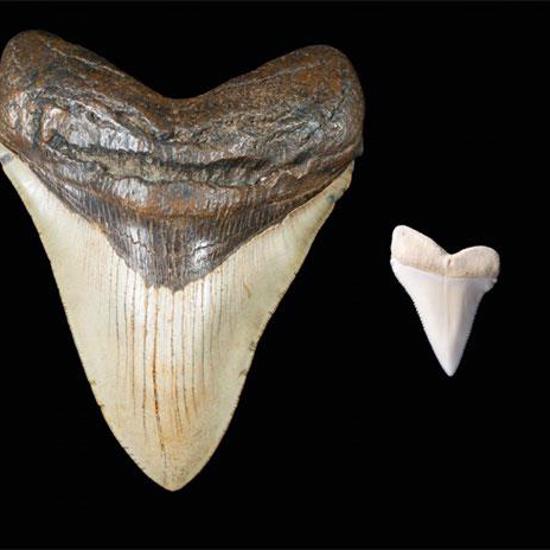 Megalodon Tooth May Have Inspired Mayan Creation Story