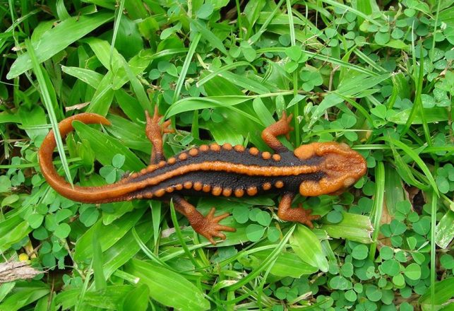 “Klingon” Newt and “Ziggy Stardust” Snake Among New Species