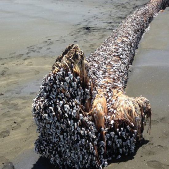 Bizarre Sea “Monster” Washes Up On New Zealand Beach