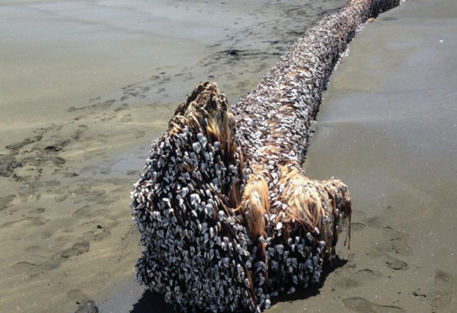 Bizarre Sea “Monster” Washes Up On New Zealand Beach