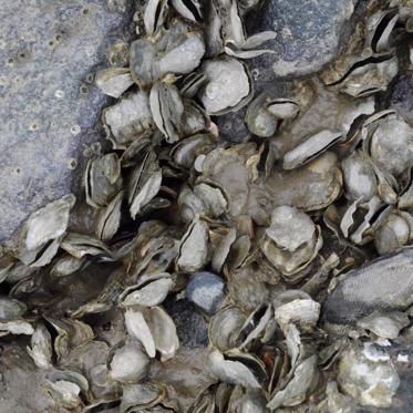 Giant Rivers in the Sky Wipe Out Mass Numbers of Oysters