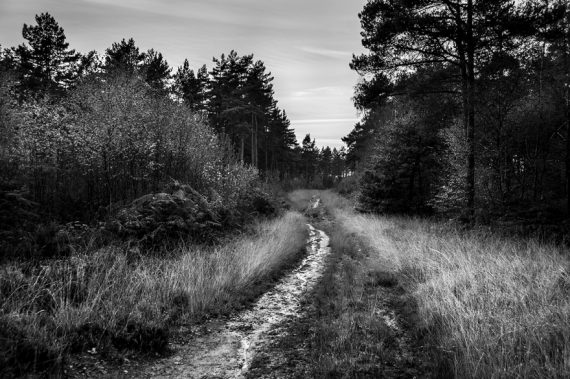 path_st_leonards_forest_horsham_west_sussex_uk_p_maton_13-10-16
