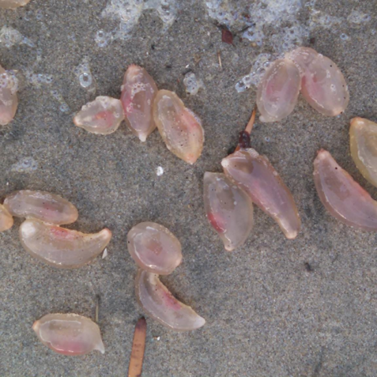 Hordes Of Mysterious Sea Creatures Invade California Beach